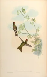 Ramphomicron ruficeps